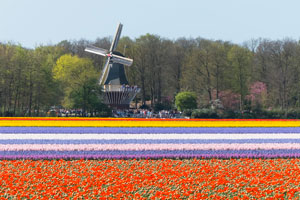 Vivi la fioritura dei tulipani al Keukenhof, il parco floreale più grande del mondo
| Allianz Global Assistance