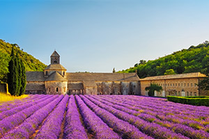 La fioritura della lavanda in Provenza
| Allianz Global Assistance