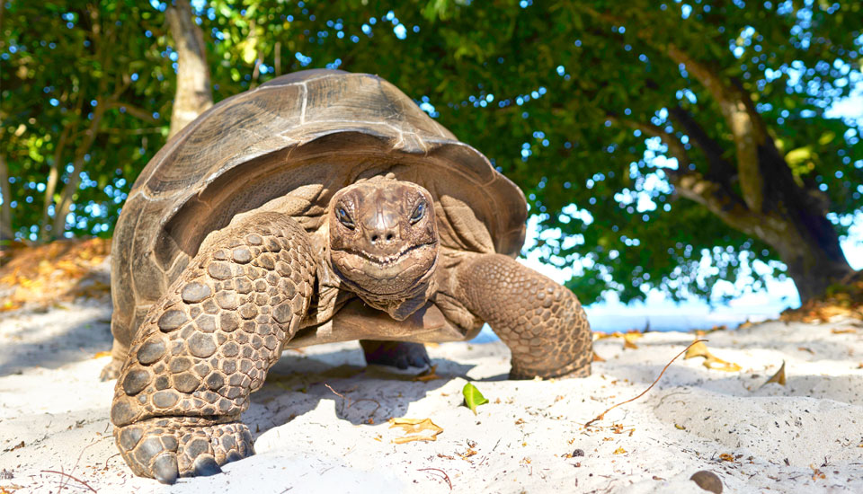 Vacanza alle Seychelles, qual è il periodo migliore per visitare questo paradiso terrestre?| Allianz Global Assistance
