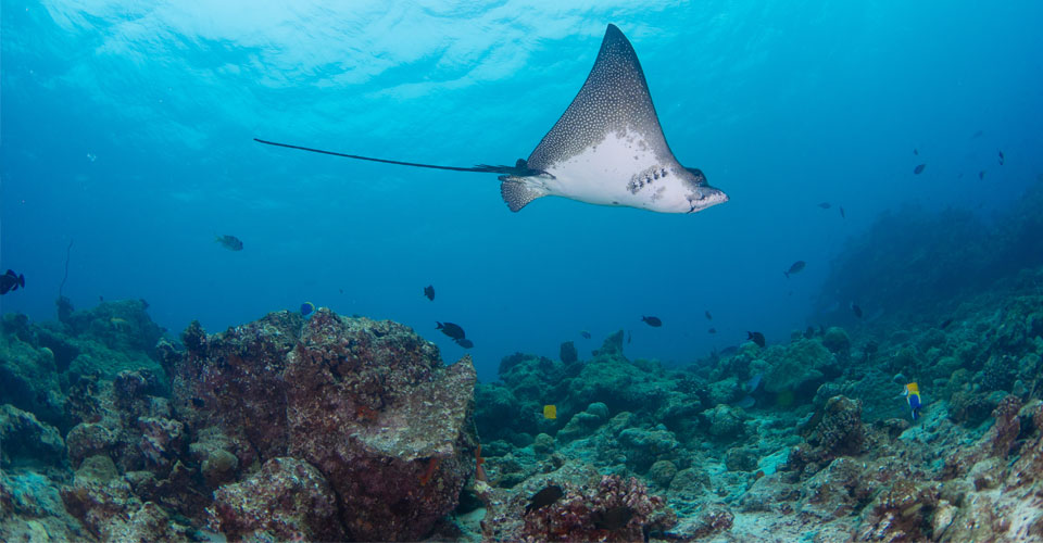 Vacanze alle Maldive, cosa fare e quando andare | Allianz Global Assistance