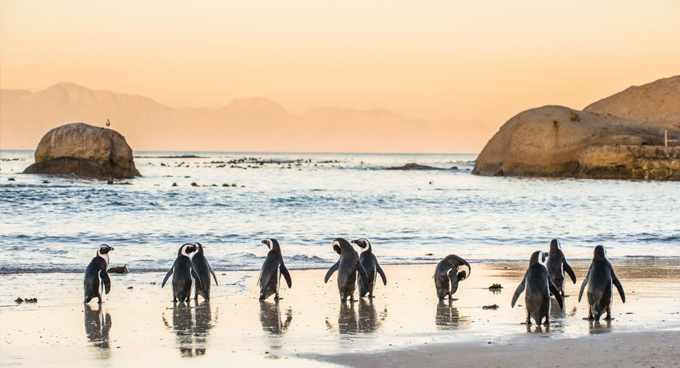 Viaggio in Sudafrica: cosa vedere, quando andare e cosa portare    | Allianz Global Assistance