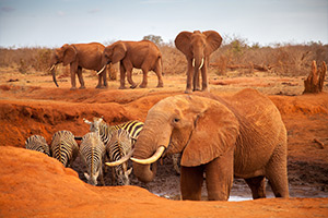 Africa: quando andare in Kenya
| Allianz Global Assistance