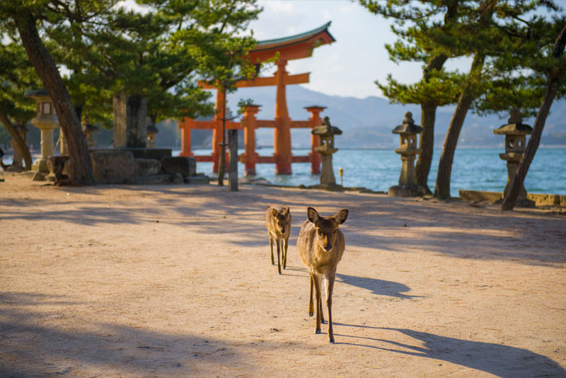 Interrail Giappone: viaggio nel Paese del Sol Levante in treno da Tokyo a Hiroshima | Allianz Global Assistance