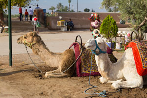Cosa vedere in Marocco: tour delle città imperiali | Allianz Global Assistance