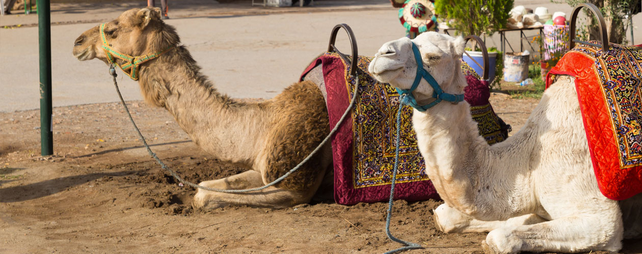 Cosa vedere in Marocco: tour delle città imperiali | Allianz Global Assistance