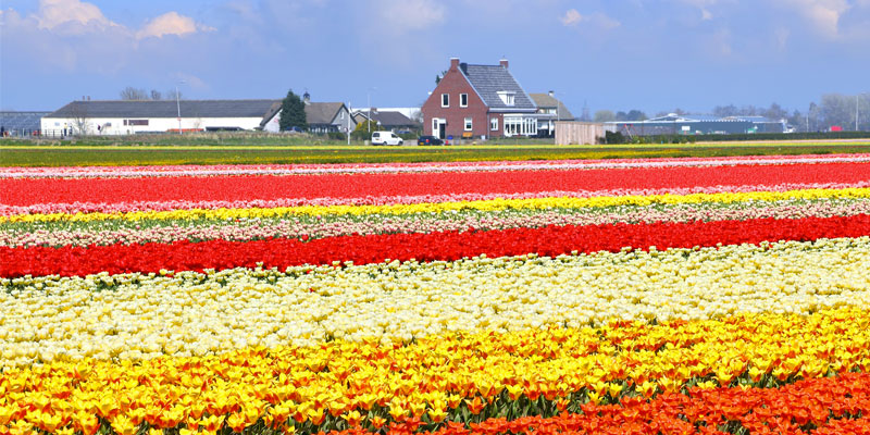 Festa dei tulipani di Amsterdam, la celebrazione più colorata dell'Olanda | Allianz Global Assistance