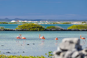 Isole caraibiche, viaggio alla scoperta di Aruba, Bonaire e Curacao
| Allianz Global Assistance