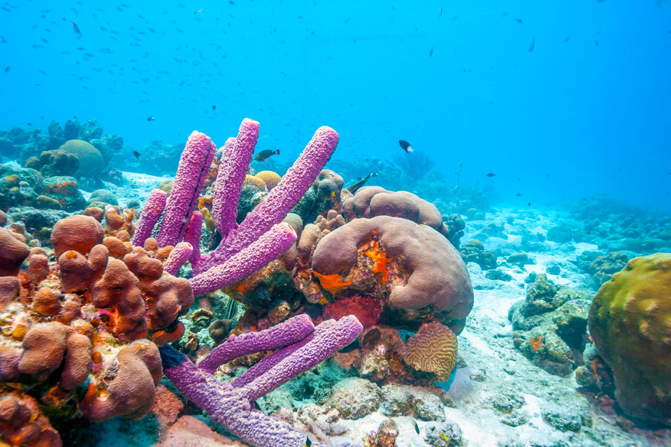 Isole caraibiche, viaggio alla scoperta di Aruba, Bonaire e Curacao | Allianz Global Assistance