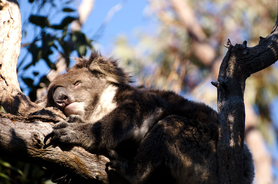 Viaggio in Australia: cosa vedere e fare nella regione a nord di Perth | Allianz Global Assistance