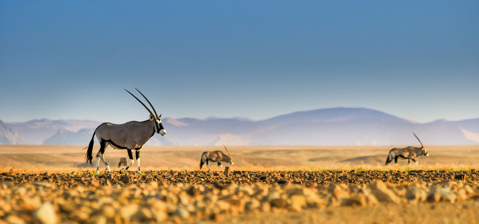 Cosa vedere in Namibia? Viaggio fra mare e deserto  | Allianz Global Assistance