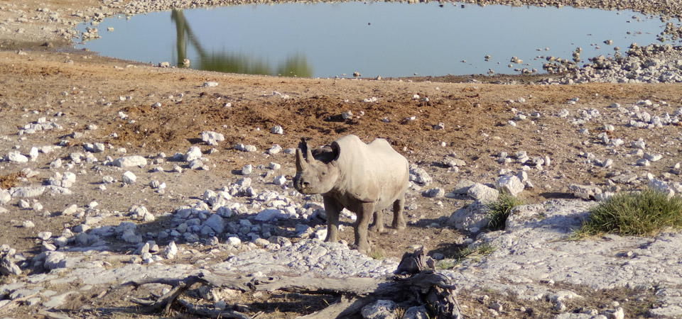 Cosa vedere in Namibia? Viaggio fra mare e deserto  | Allianz Global Assistance