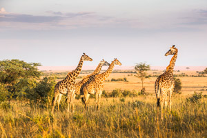Vacanze e vaccinazioni in Kenya, quali vaccini fare? | Allianz Global Assistance