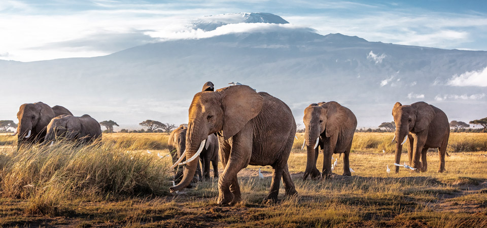 Vacanze in Kenya, quali vaccini fare?  | Allianz Global Assistance