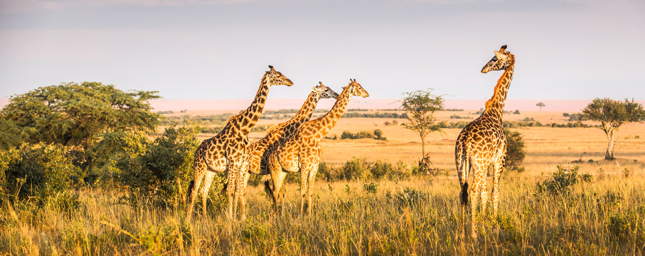 Vacanze in Kenya, quali vaccini fare? | Allianz Global Assistance