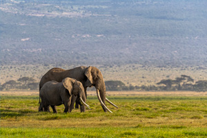 Quali sono i documenti necessari per andare in Kenya? | Allianz Global Assistance