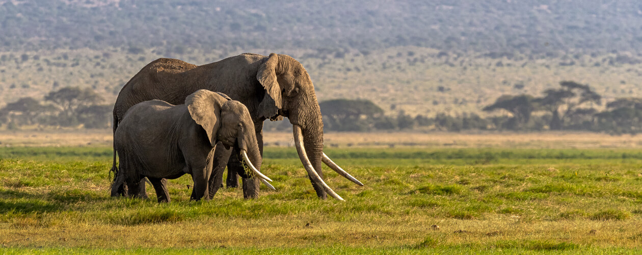 Quali sono i documenti necessari per andare in Kenya? | Allianz Global Assistance