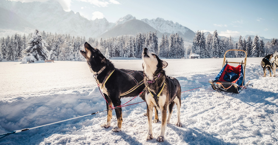 Sleddog: tutte le località montane dove praticarlo  | Allianz Global Assistance