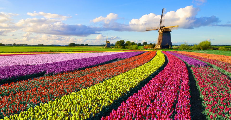 Primavera: viaggi alla ricerca dei più bei campi fioriti | Allianz Global Assistance
