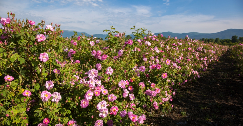 Primavera: viaggi alla ricerca dei più bei campi fioriti | Allianz Global Assistance