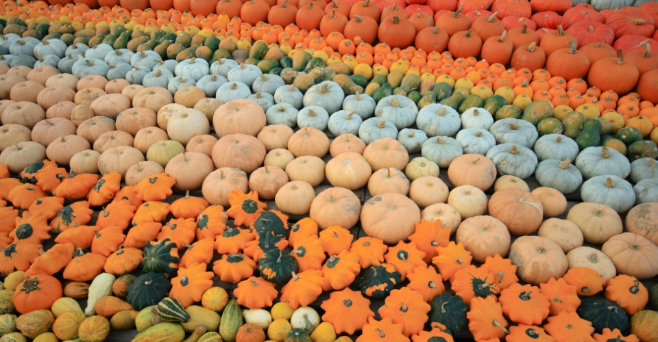 Dove andare ad Halloween? Il Festival della Zucca a Ludwigsburg   | Allianz Global Assistance