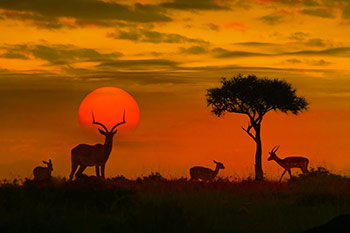 Assicurazione Sanitaria Viaggio Kenia | Allianz Global Assistance