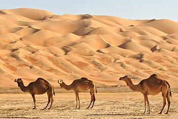 Assicurazione viaggio Oman – Travel Care
